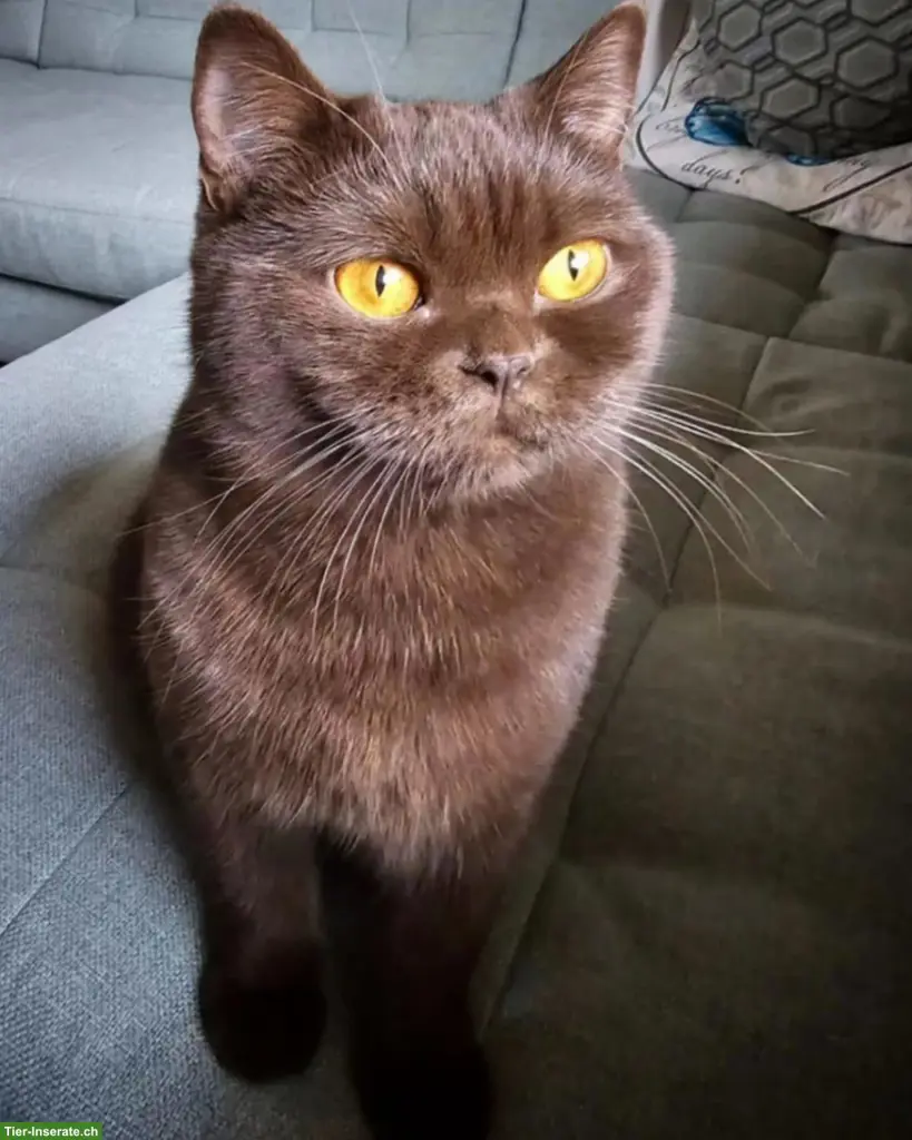 BKH Deckkater, braundunkel