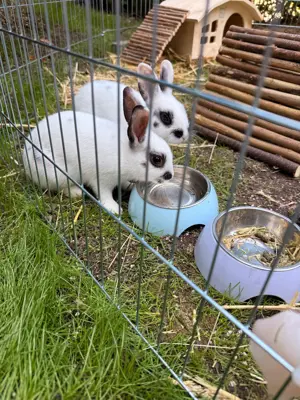 Zwergkaninchen