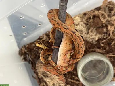 1.2 Hundskopfboas (Corallus hortulanus) abzugeben
