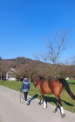 Reitbeteiligung gesucht
