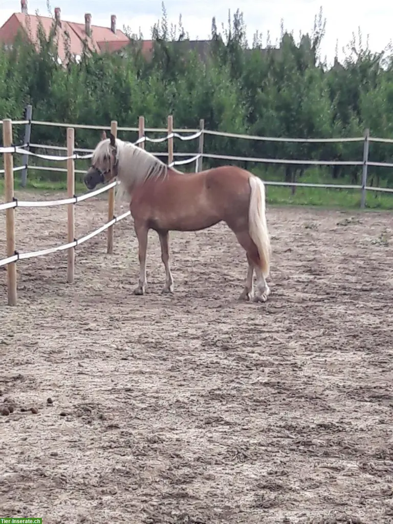Biete Reitbeteiligung auf sportlicher Haflinger Stute, Epsach BE