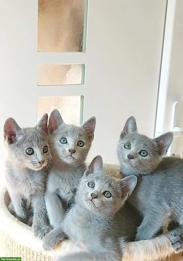 Russisch Blau Kitten mit Stammbaum
