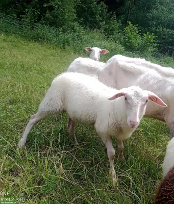 Ostfriesisches Milchschaf Bocklamm