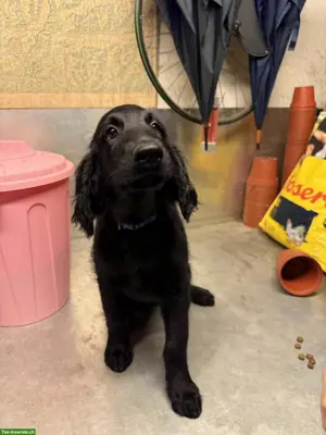 Flat Coated Retriever Welpen (Rüden) suchen liebevolle Familie