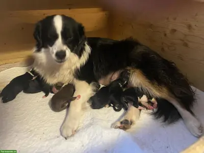 Mini Australian Shepherd Welpen