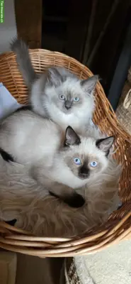 Heilige Birma x BKH Mix Kitten zu verkaufen
