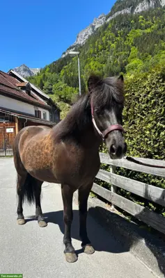 Tolle 5-Gang Islandpferd-Stute mit Top-Abstammung