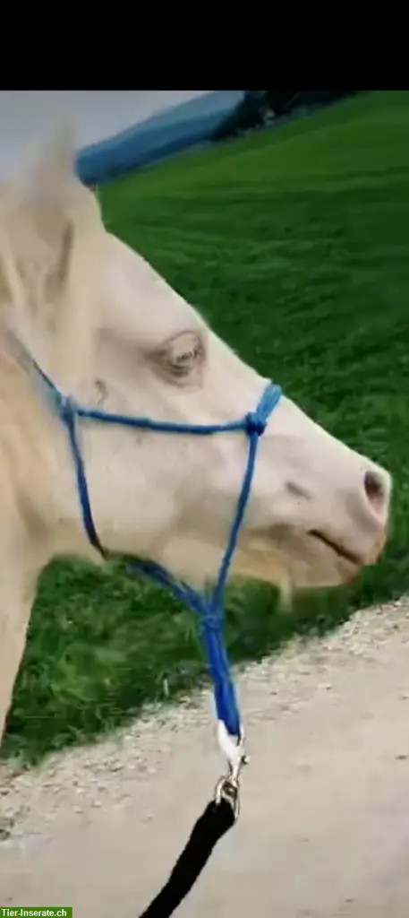 Reitbeteiligung für 9-jährige ONCP-Pony Stute