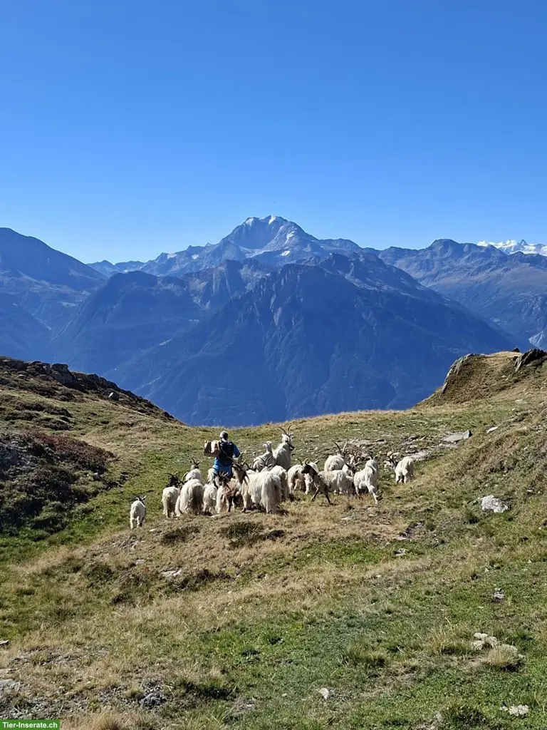 Kupferhals Gitzi zu verkaufen