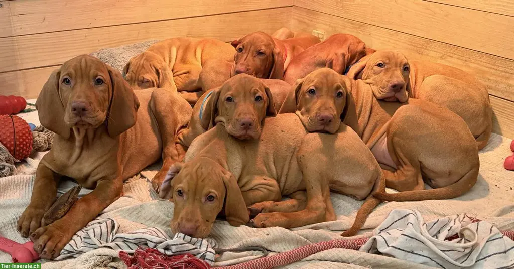 Aktive Magyar Vizsla Welpen suchen neues Zuhause