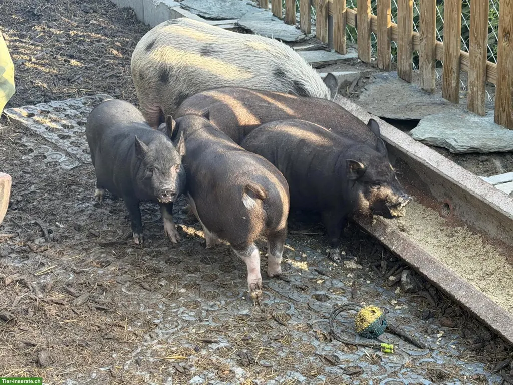 🐷 Mini-Schweine an liebevolle Plätze zu verkaufen 🐷