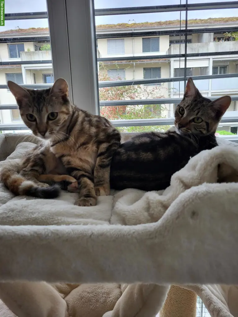 Kätzchen Masha & Milo suchen zusammen liebevolles Zuhause