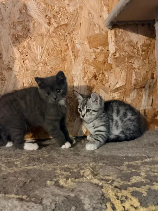BKH Babykatze 2 Junge