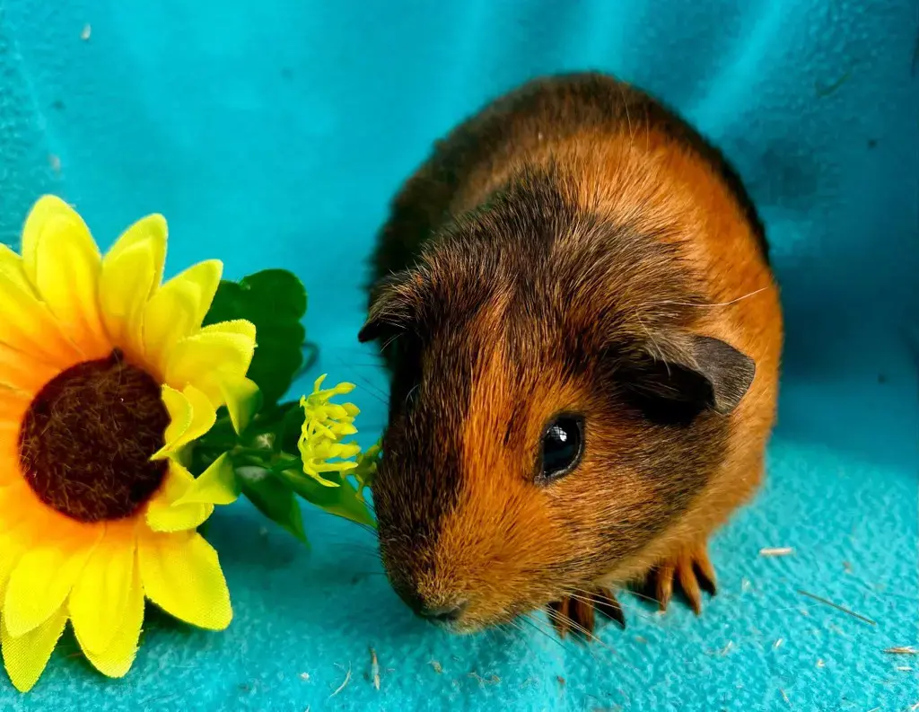 Junge Meerschweinchen