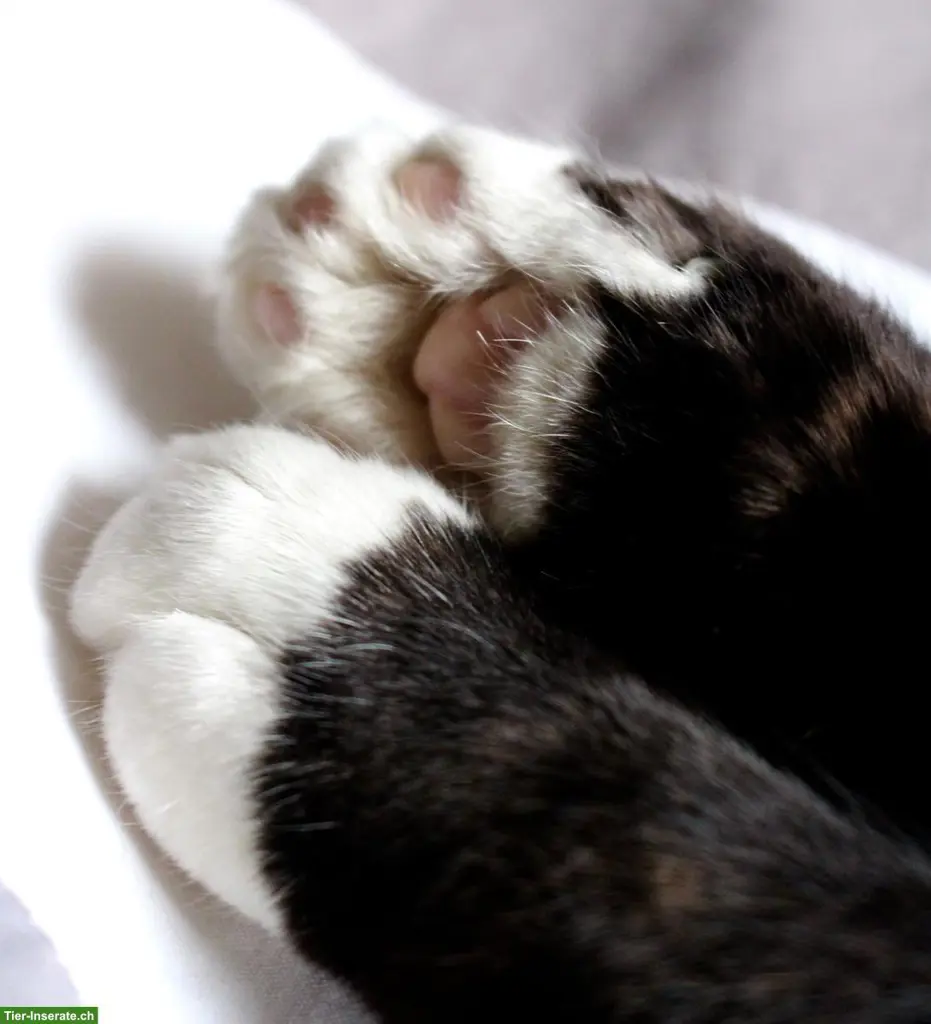 Katzenliebhaberin sucht Kitten, langhaar oder halblanghaar