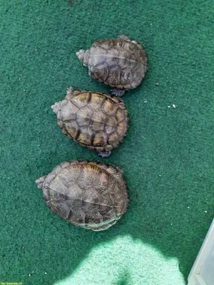Europäische Sumpfschildkröten (Emys orbicularis) zu verkaufen