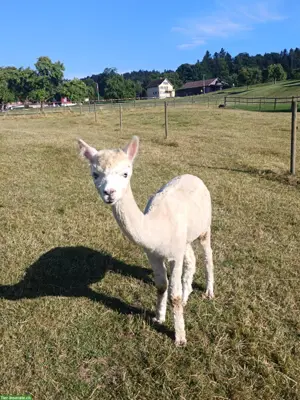 Weisse Alpaka Jungstute mit blauen Augen