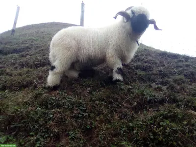Walliser Schwarznasenschafe mit Abstammungsausweis