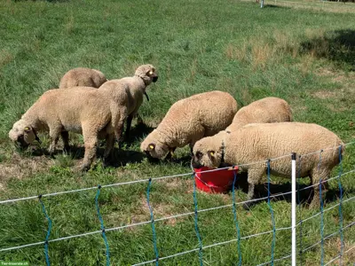 Junge Shropshire Widder-/Auen zu verkaufen