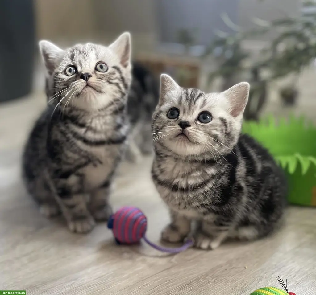 BKH Kitten, black silver tabby classic aus Bayern