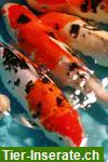 Fördefisch.de - Koi Teichfische, Biotopfische aus deutscher Zucht