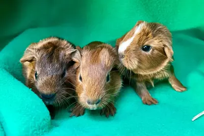 Junge Meerschweinchen aus Hobbyzucht