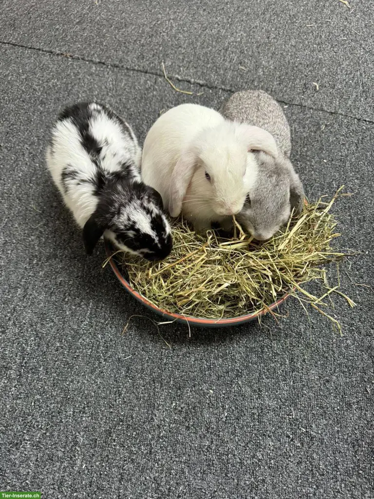 3 Zwergkaninchen suche ein liebes Zuhause
