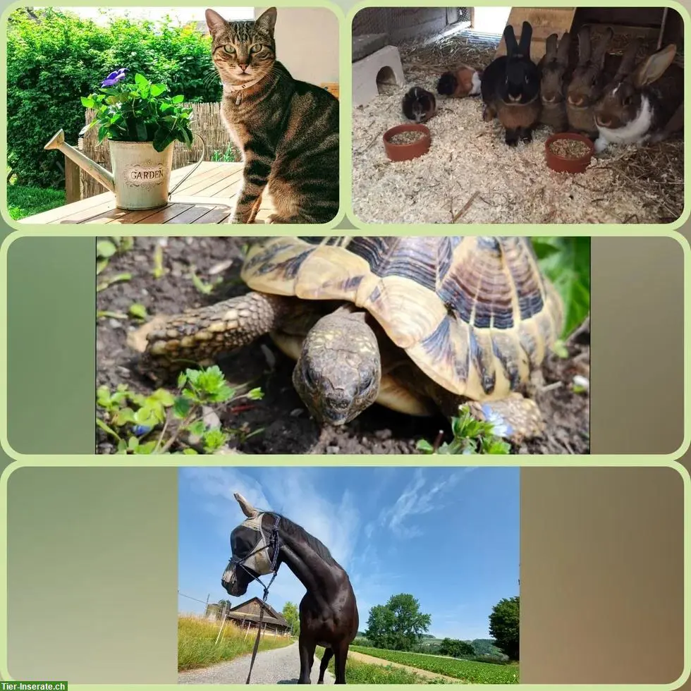 WintiWyland Tierbetreuung | Katzenbetreuung Winterthur, ZH-Weinland