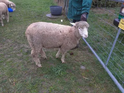WAS Schafbock 9 Monate