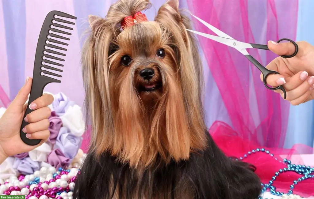 Hundefriseurin mit Hausbesuche