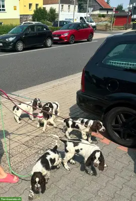 English Springer Spaniel Welpen dürfen ausziehen