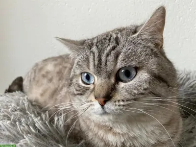 Deckkater BKH blue tabby point