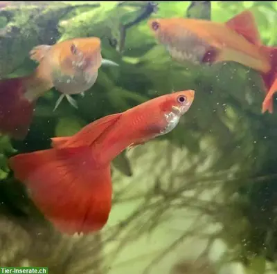 Guppys Full Red Albino - Showqualität!