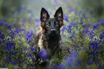 Professionelle Tierfotografie, Hundeshooting, Fotoshooting