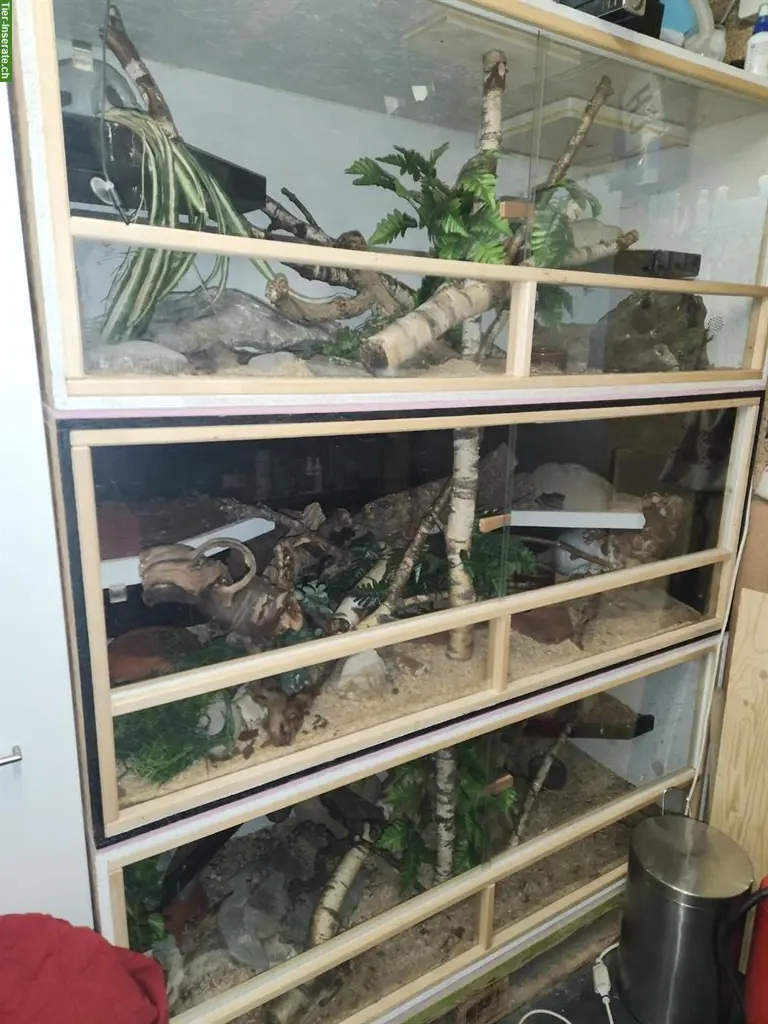 3 Terrarien inkl. 3 Schlangen zu verkaufen