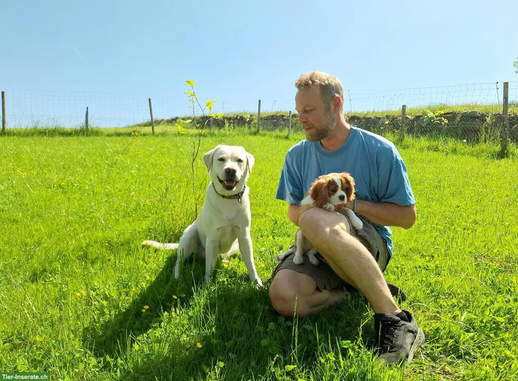 Hundebetreuung im Grünen, Küssnacht am Rigi