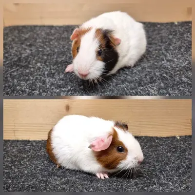 Meerschweinchen Weibchen aus Zucht