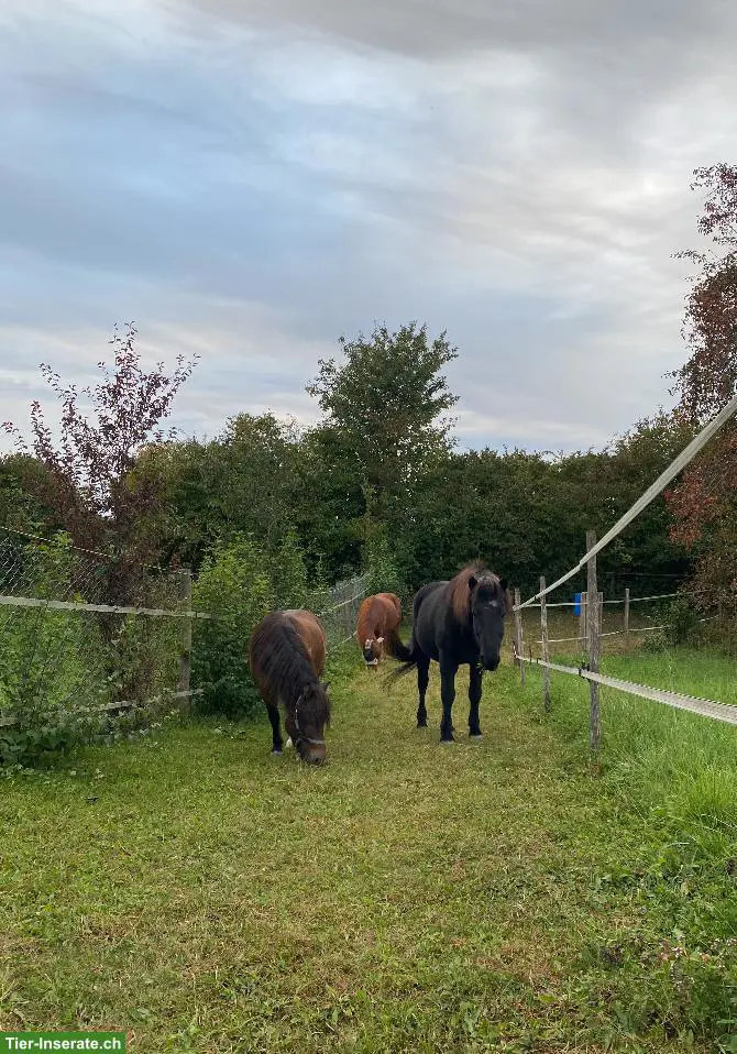 Offenstall für Kleinpferde nähe Winterthur/Frauenfeld