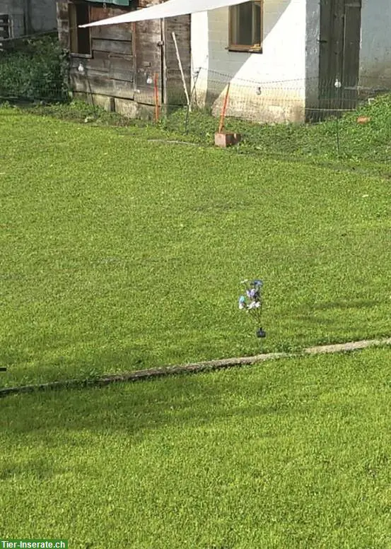 Biete Hundeferien-Plätze und Tageshunde