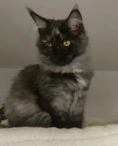 Junges Maine Coon Mädchen