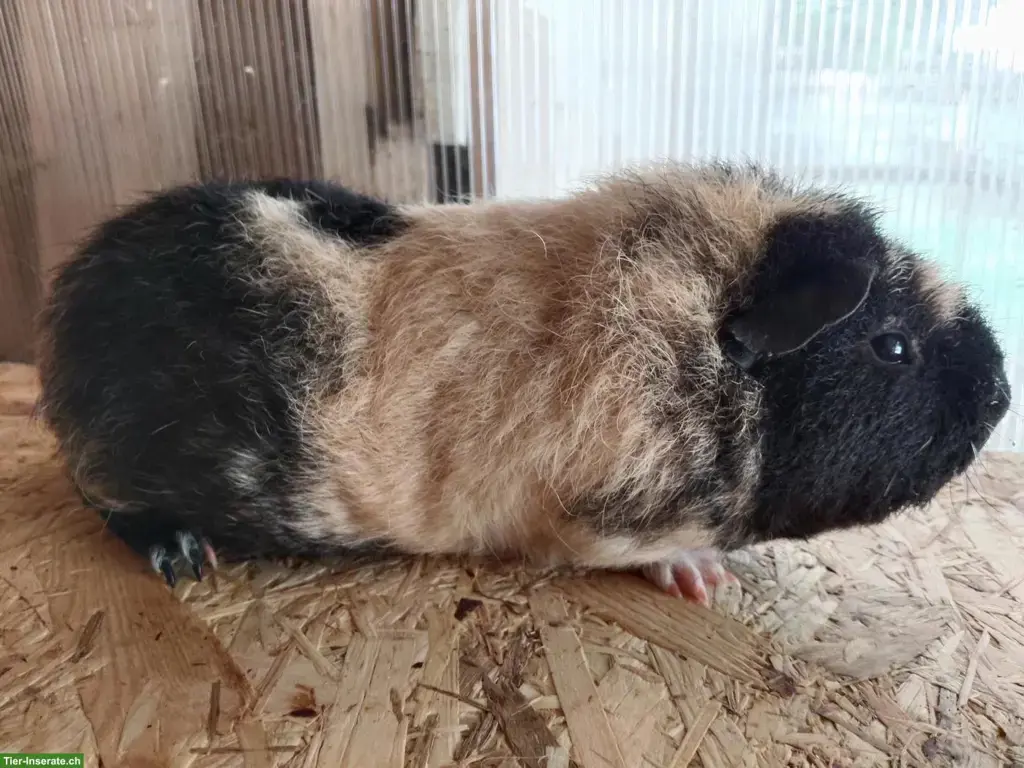 Wolly Cuy Riesenmeerschweinchen, auch in California