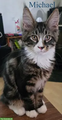 Bezaubernde Maine Coon Kitten mit erstklassigem Stammbaum