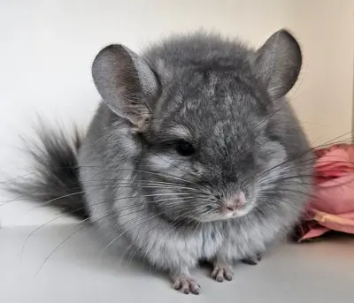 Chinchillas in Kurz- und Langhaar suchen neuen Wirkungskreis