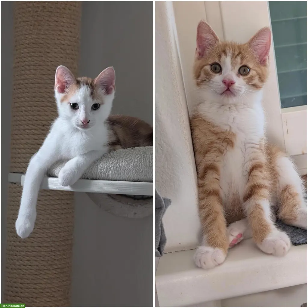 Kätzchen Ginger & Pucci suchen Zuhause mit späterem Freigang