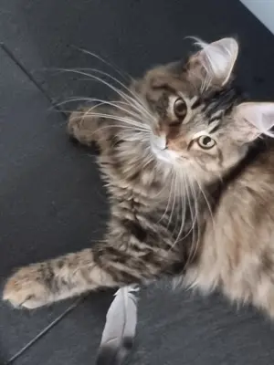 Junges Maine Coon Mädchen