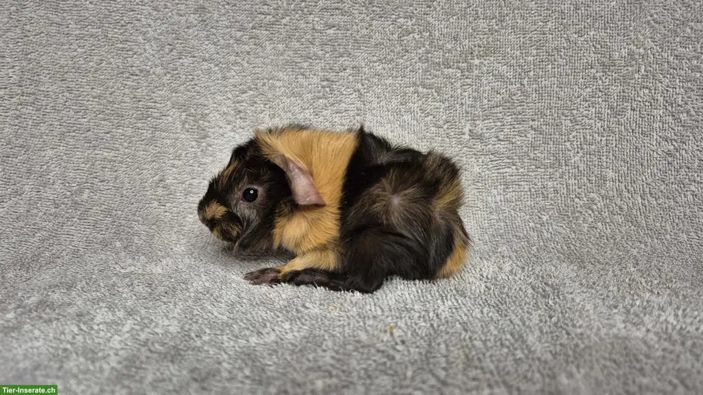 Wunderschöne Meerschweinchen aus langjähriger Rassenzucht