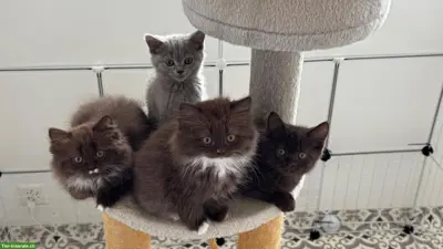 BKH-Kitten, BLH-Kitten, Kätzchen
