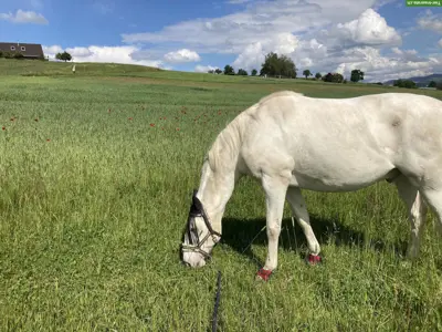 Mobiler Reitunterricht/Bodenarbeit