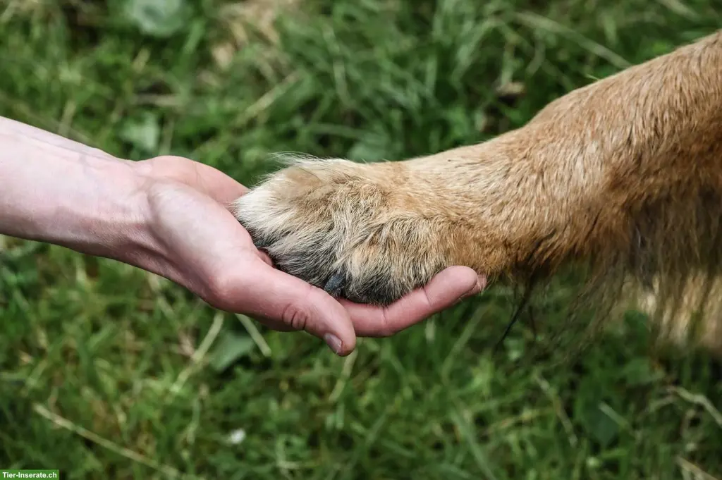 Tierkommunikation bequem von Zuhause aus lernen