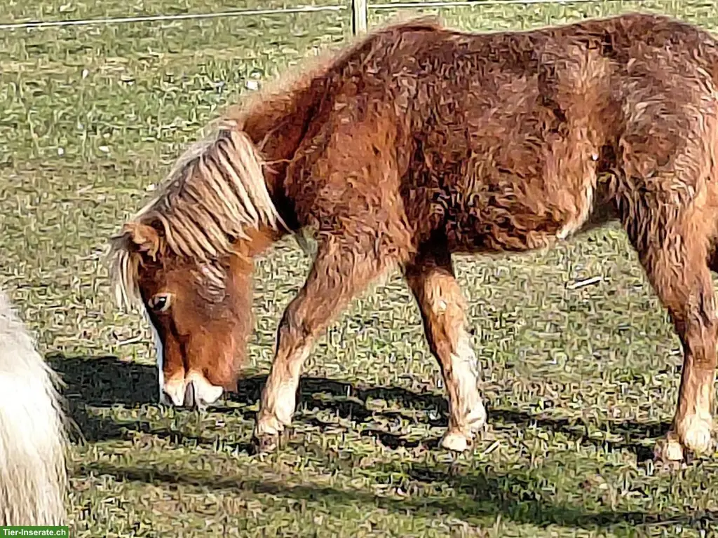American Mini Horse, ideales Kinder-Therapiepony